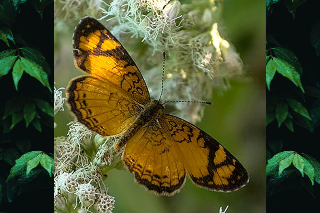 Tegosa orobia orobia
