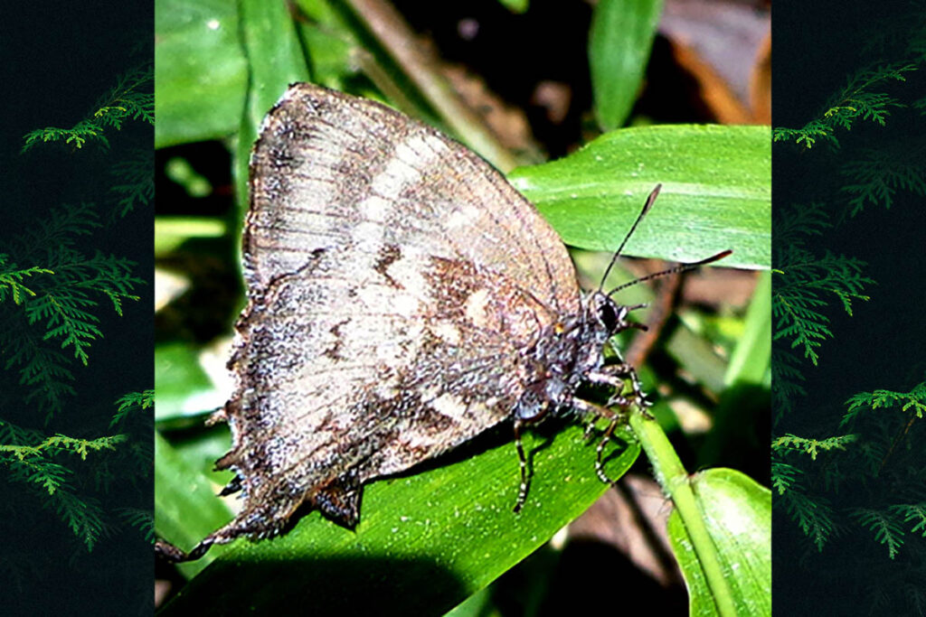 Theritas deniva