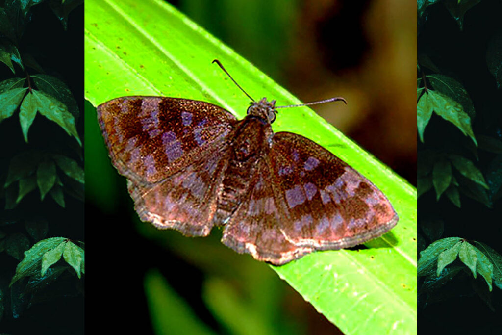 Viola violella