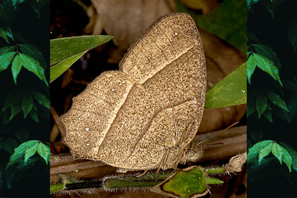 Yphthimoides angularis