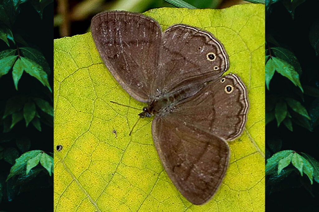 Yphthimoides sp.