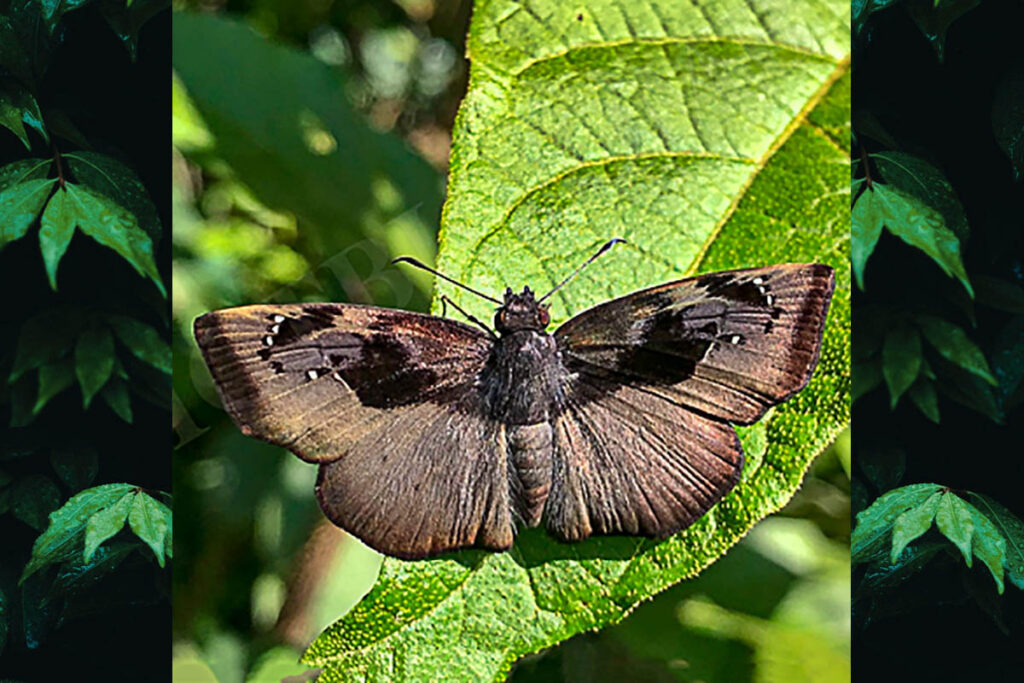 Zera hyacinthinus servius