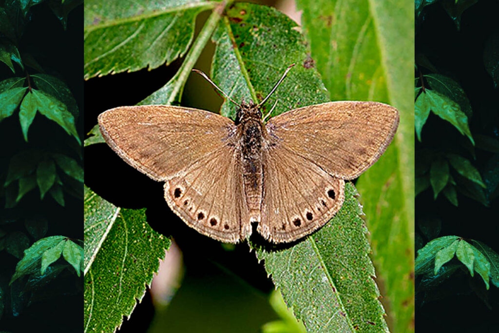 Zopyrion satyrus tampa