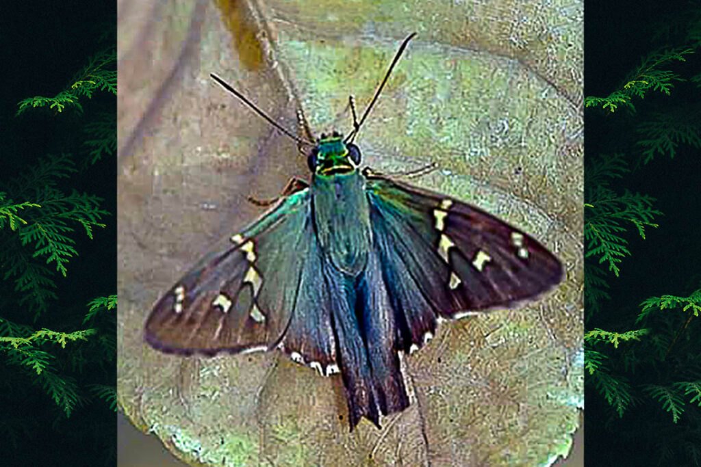 Urbanus proteus proteus