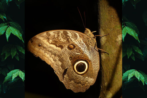 Caligo teucer japetus