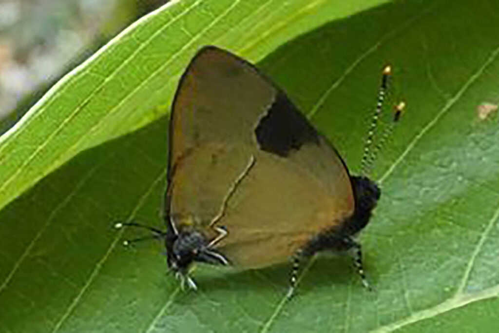 Calycopis calus