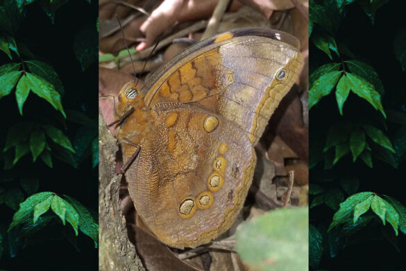 Catoblepia berecynthia berecynthia