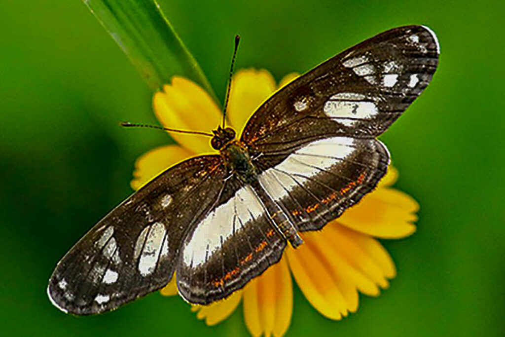 Eresia nauplius nauplius
