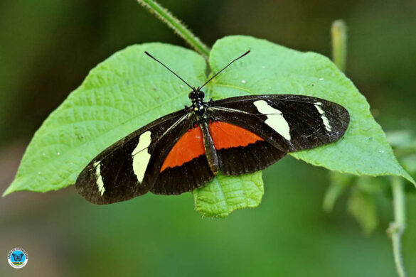 Heliconius ricini ricini