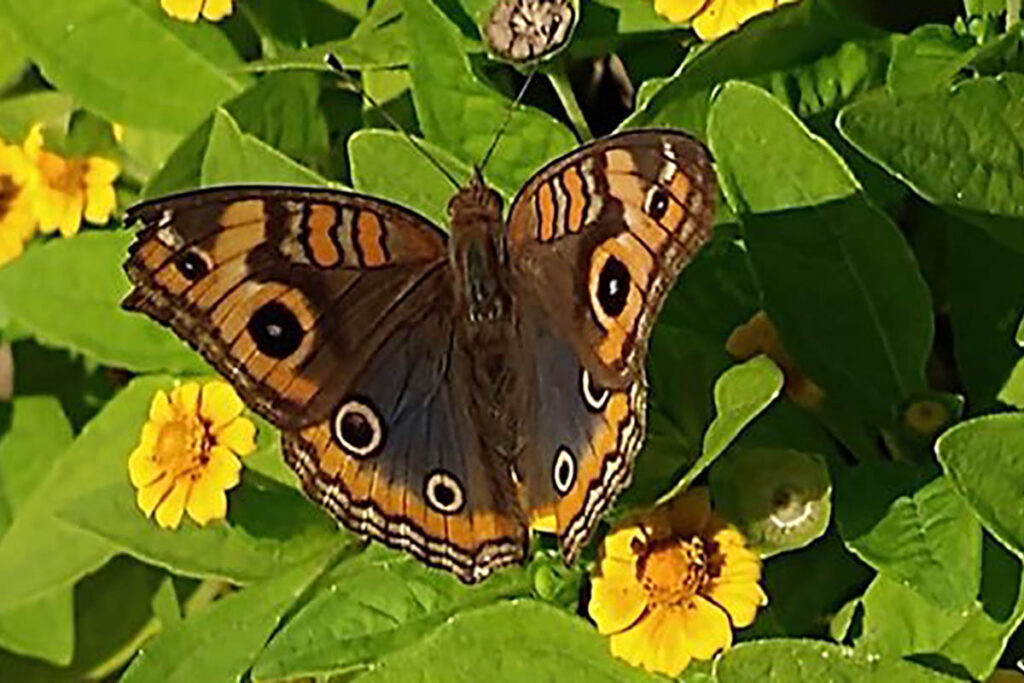 Junonia genoveva infuscata