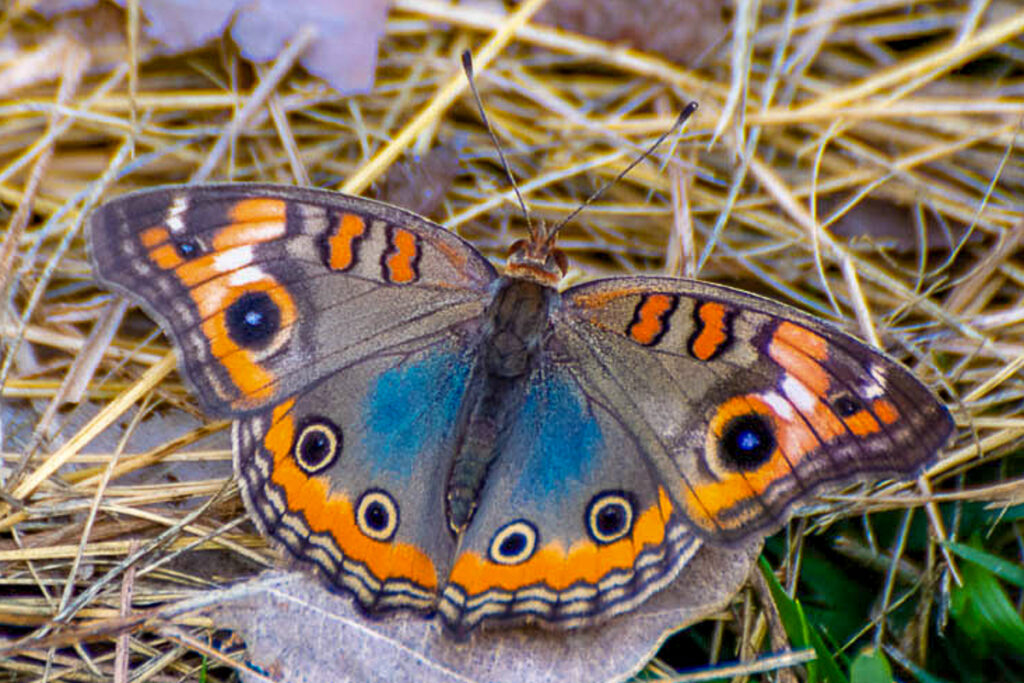 Junonia genoveva infuscata