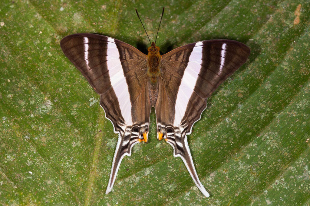 Marpesia orsilochus