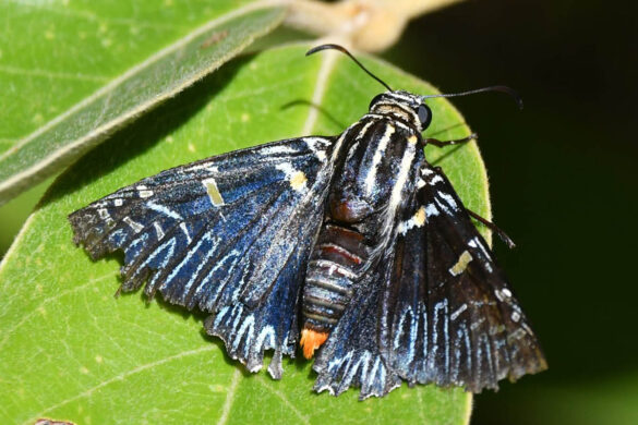 Microceris variicolor