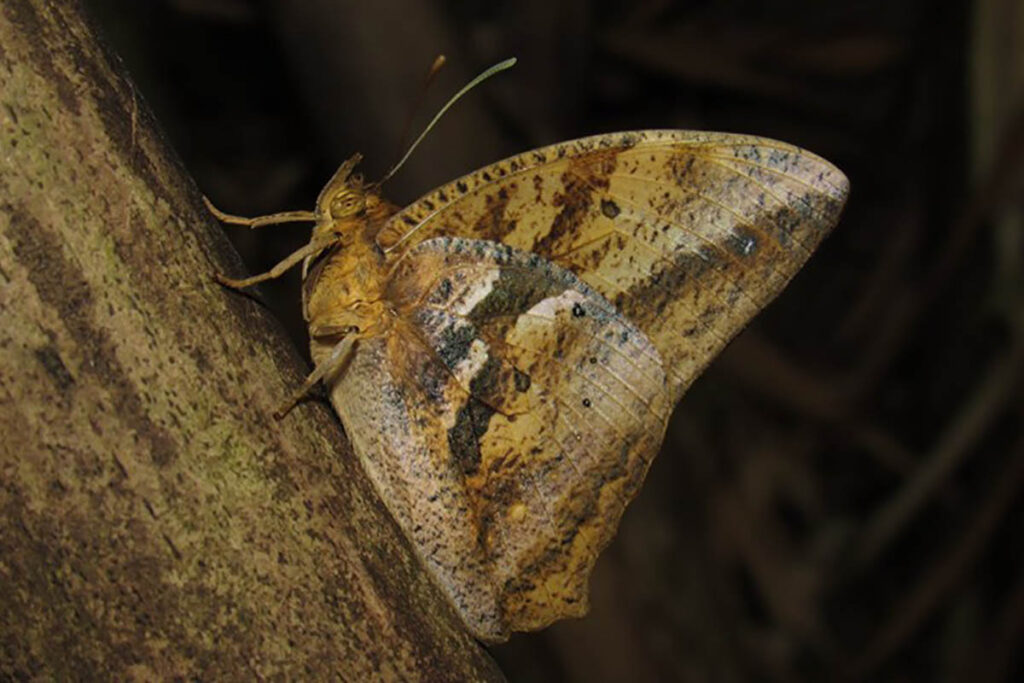 Narope cyllarus