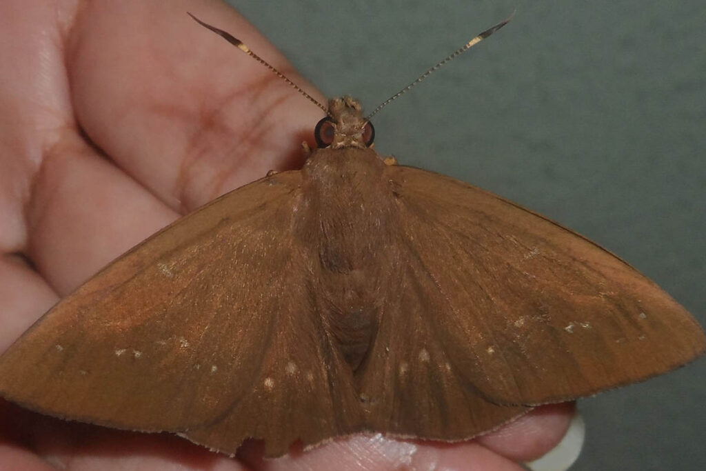 Nicephellus nicephorus