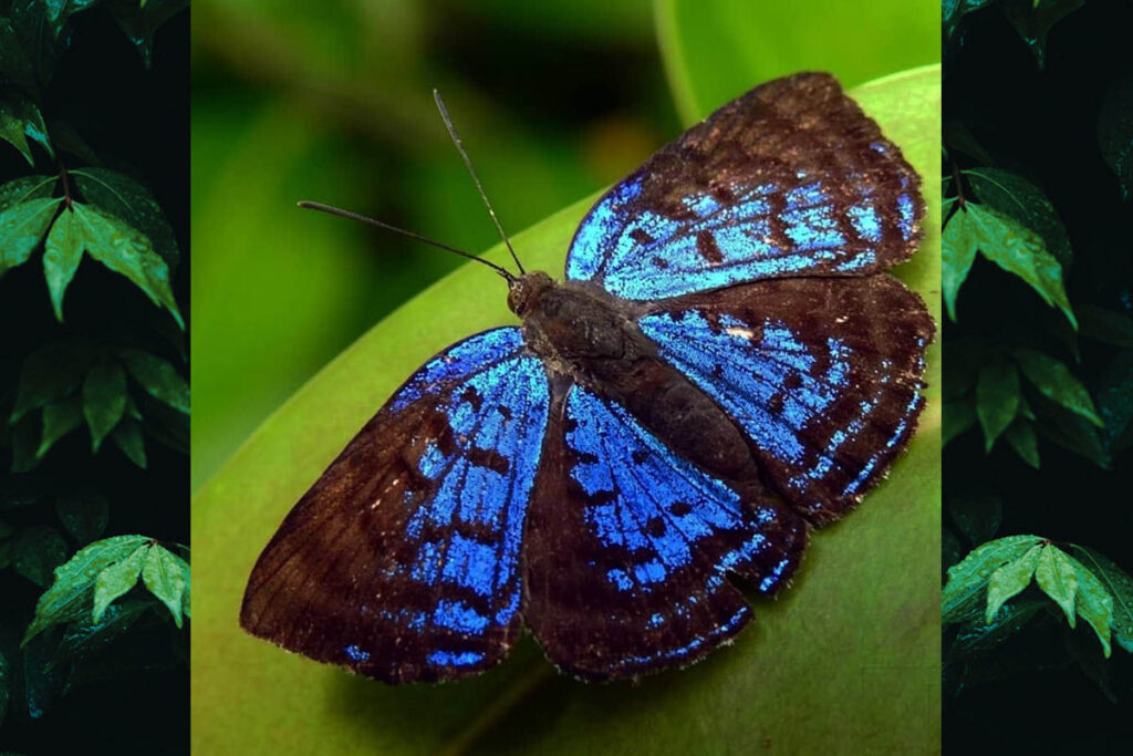 Periplacis menander
