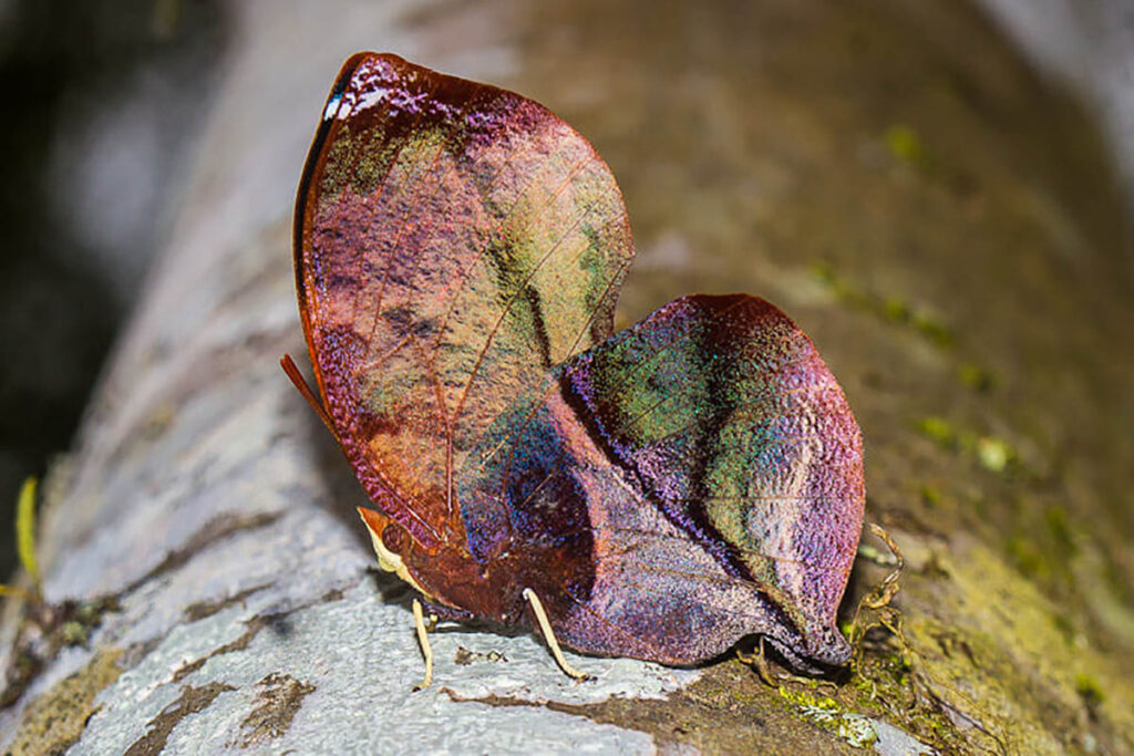 Siderone galanthis catarina