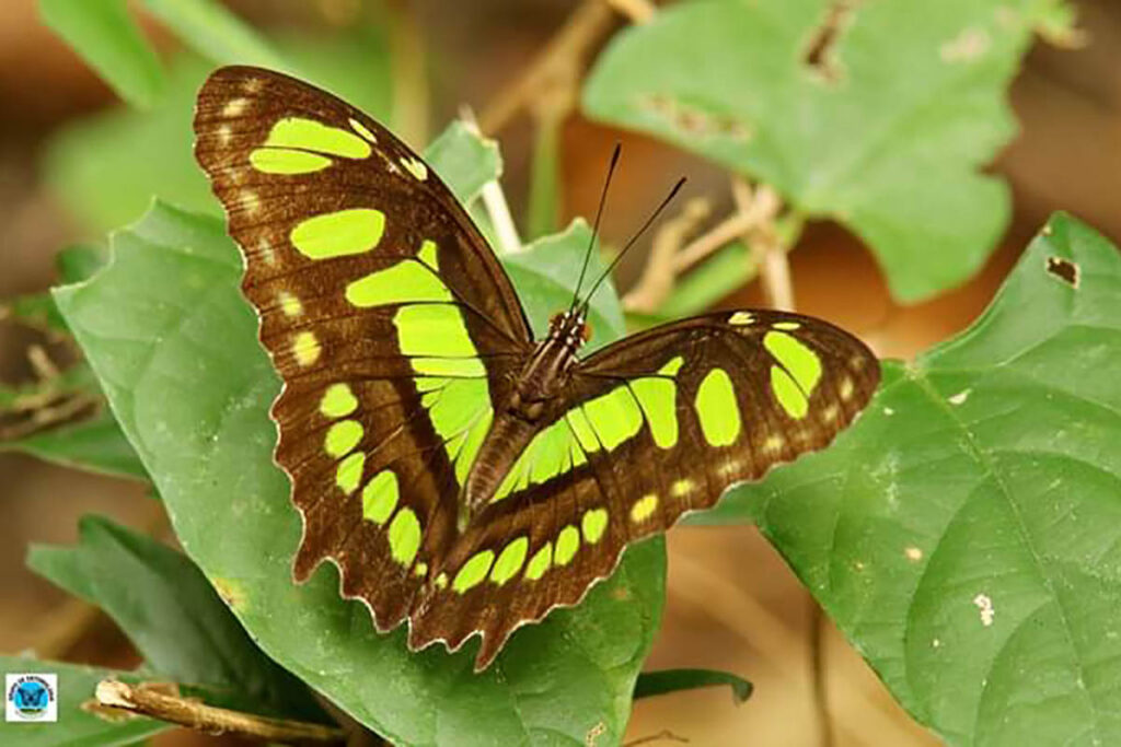 Siproeta stelenes biplagiata