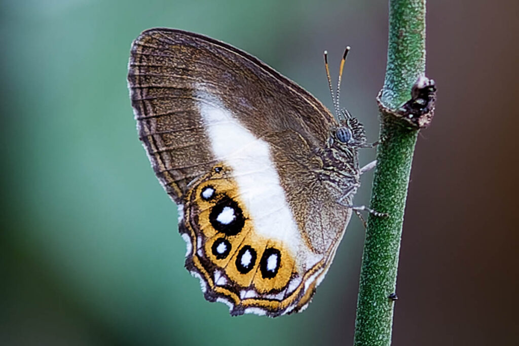 Splendeuptychia triangula