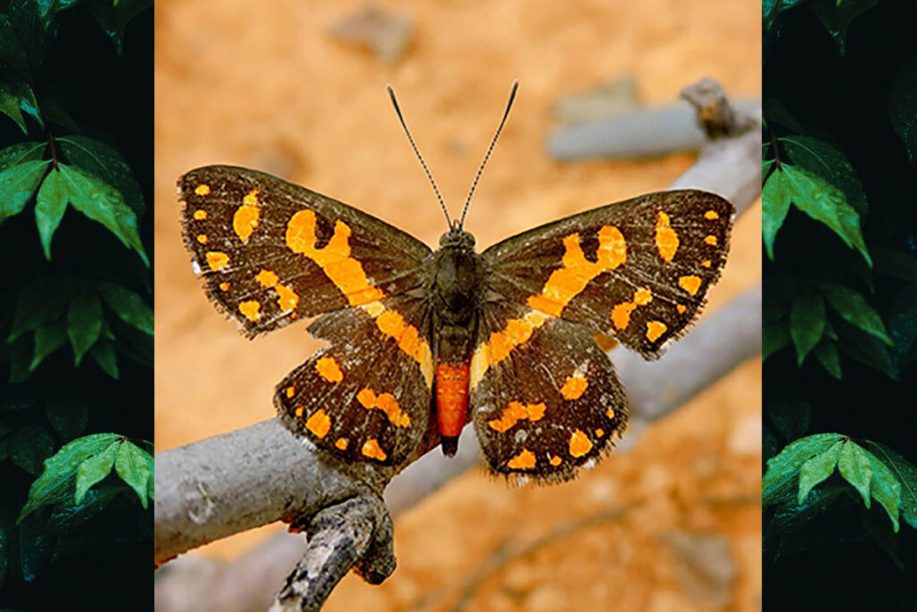 Synargis axenus