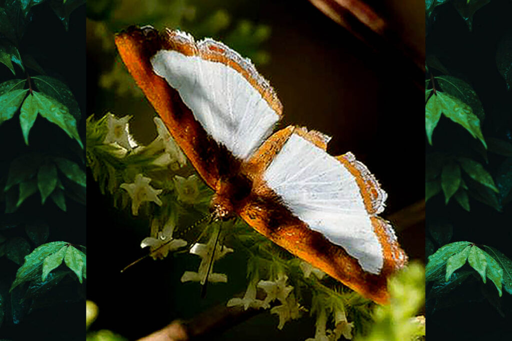 Synargis sp.