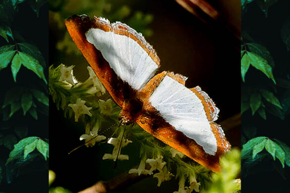 Synargis sp.
