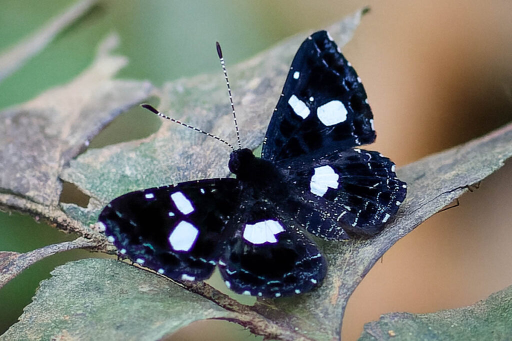 Calydna catana 1