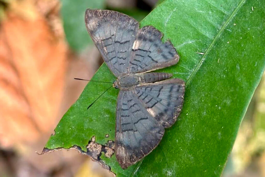 Emesis lucinda 1