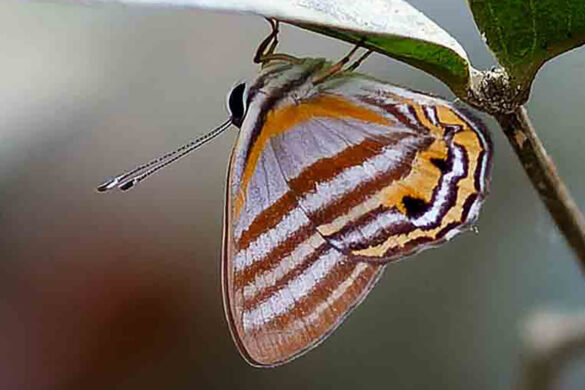 Euselasia calligramma 1