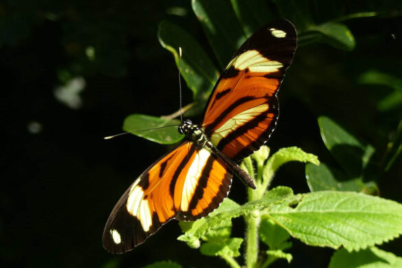 Heliconius ethilla flavomaculatus 1