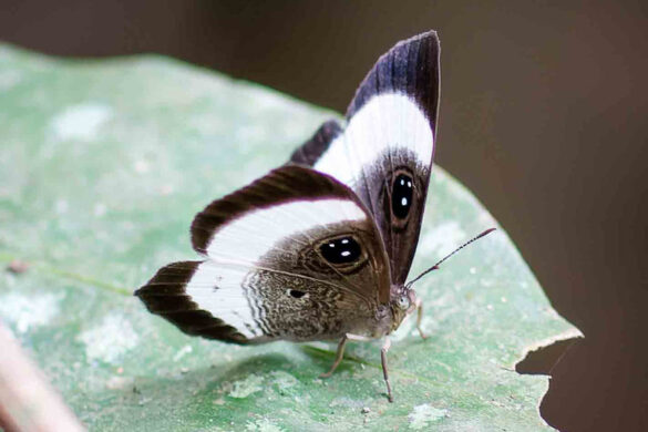 Mesosemia judicialis 1