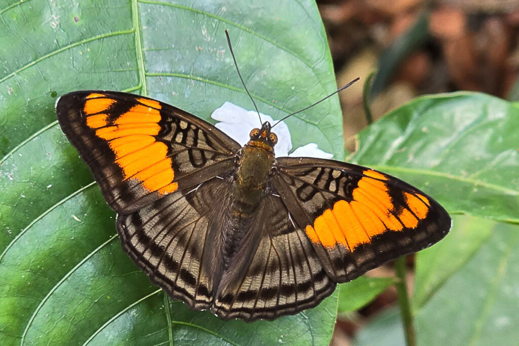 Adelpha mesentina