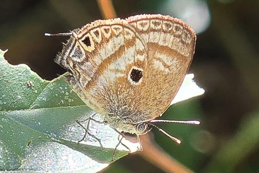Arawacus dumenilii