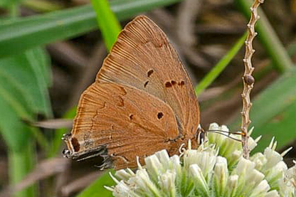 Atlides rustan
