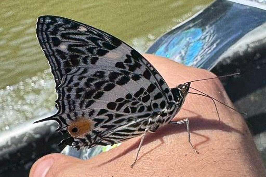 Baeotus deucalion