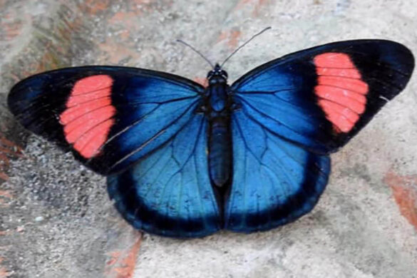 Batesia hypochlora hypochlora