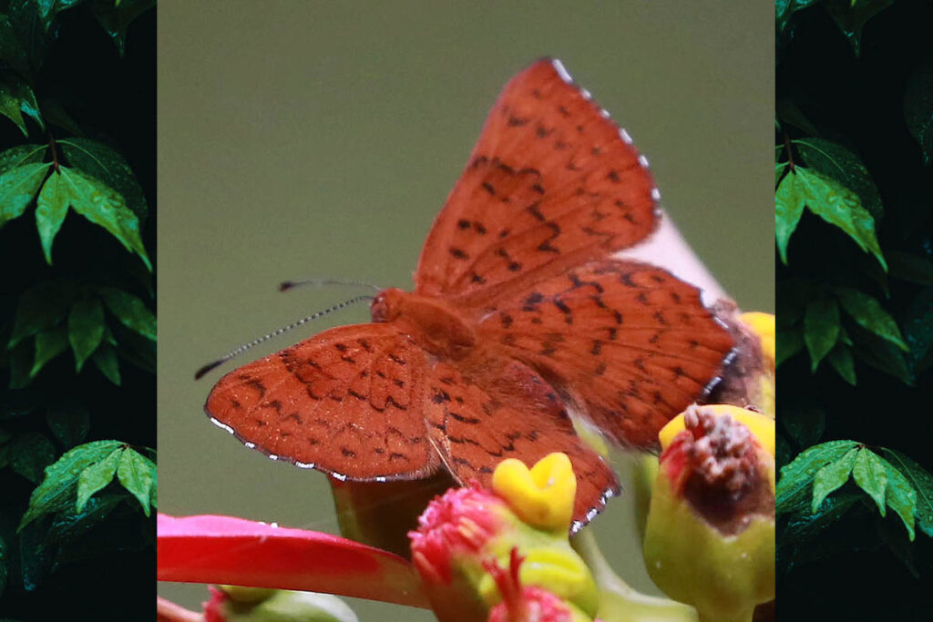 Befrostia elegia