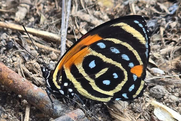 Callicore cynosura amazona