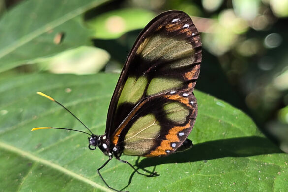 Callithomia lenea epidero