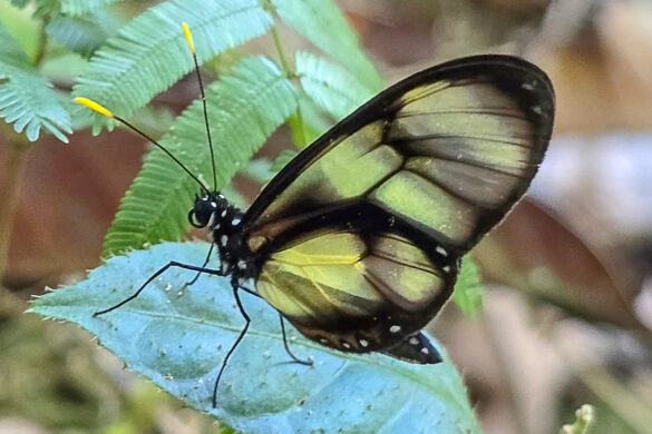 Callithomia lenea zelie