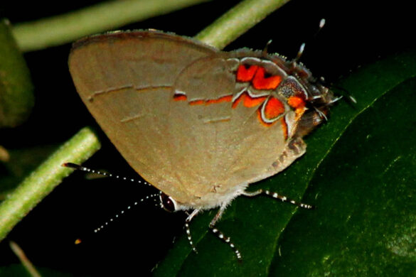 Calycopis malta