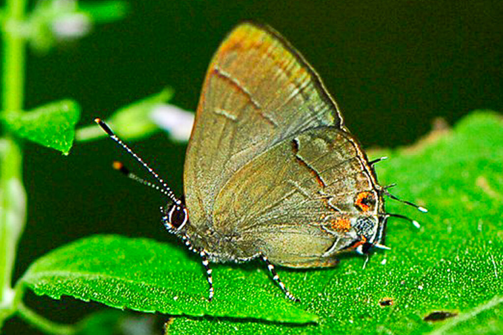 Calycopis talama