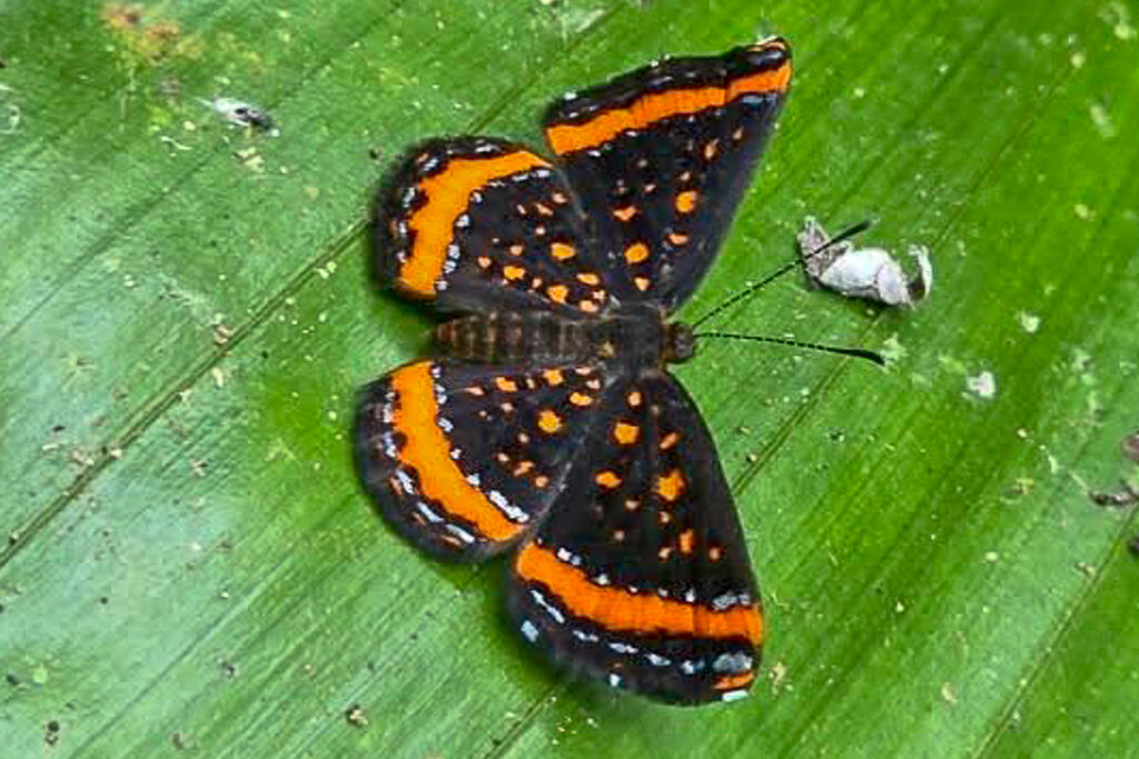 Crocozona croceifasciata