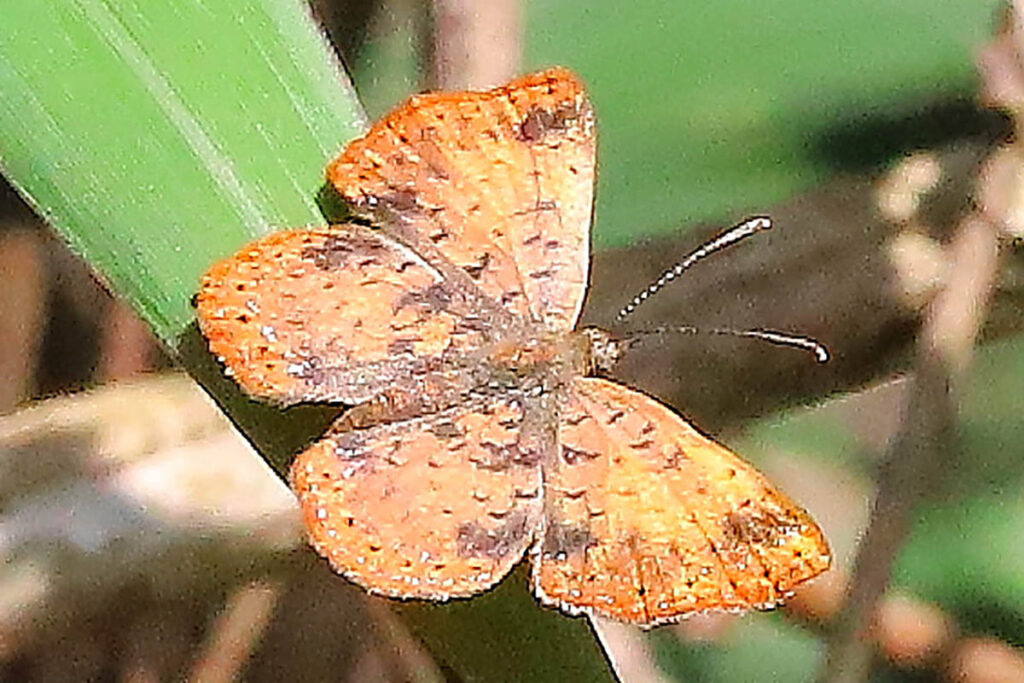 Dachetola azora