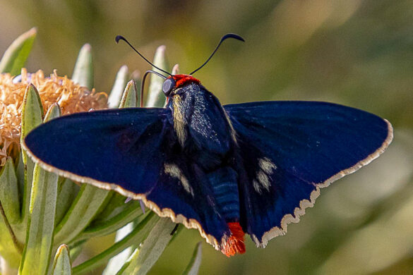 Microceris luteizona