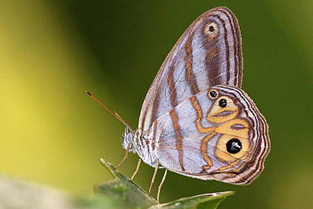 Pseudeuptychia rectilinea