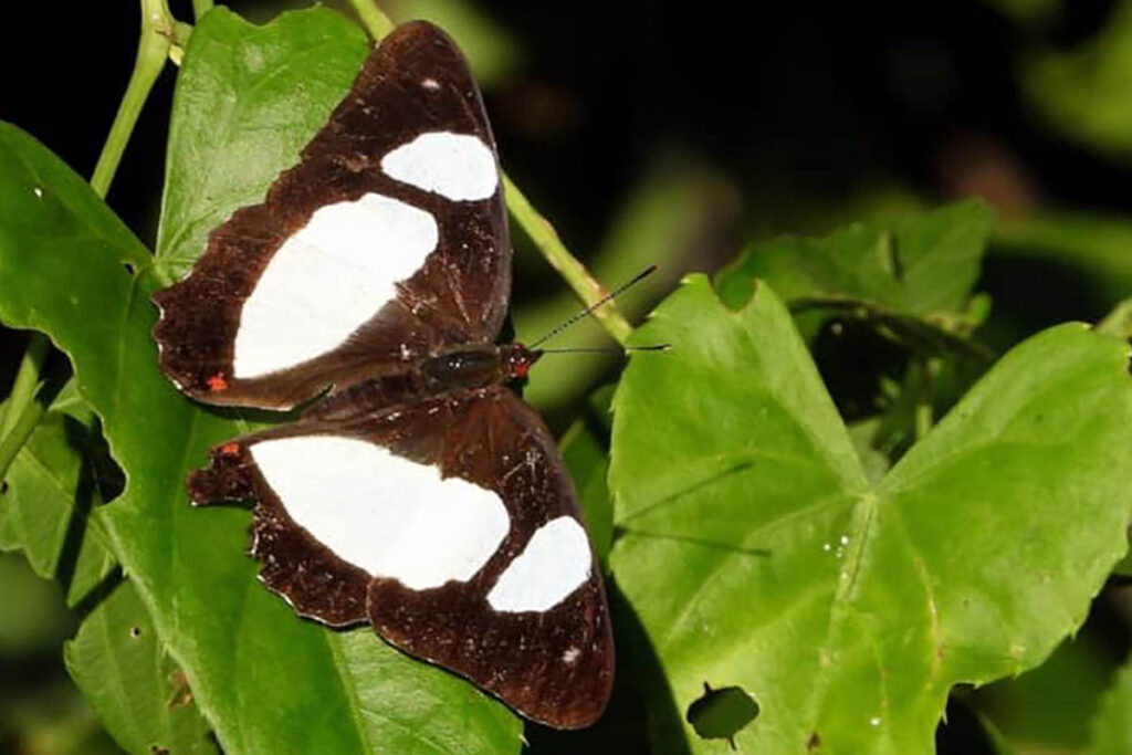 Pyrrhogyra neaerea arge