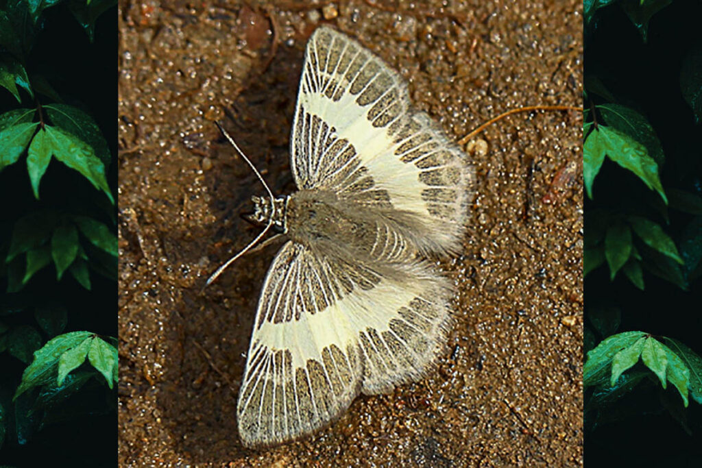 Sophista latifasciata
