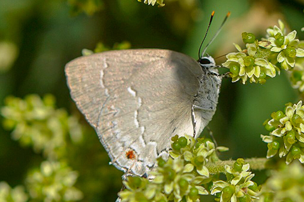Strephonota ambrax