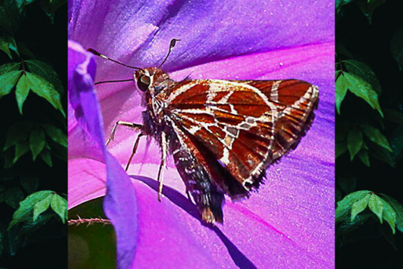 Thespieus xarippe xarippe